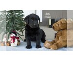 Puppy 2 Labrador Retriever