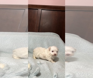 Poodle (Toy)-Yorkshire Terrier Mix Puppy for sale in BENSON, NC, USA