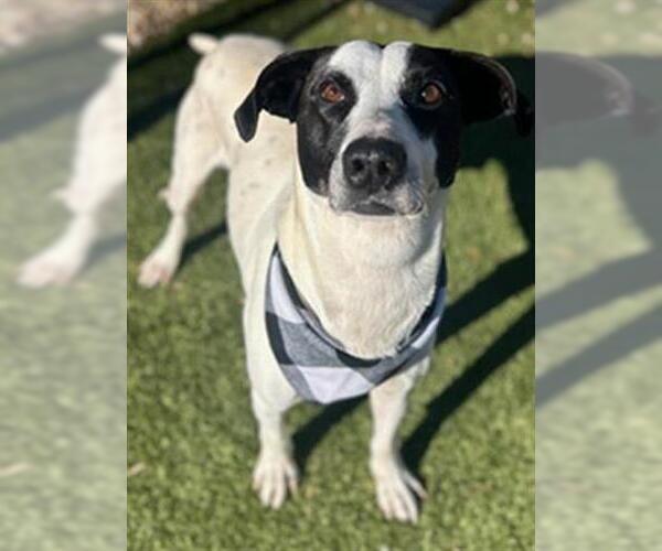 Medium Photo #1 Mutt Puppy For Sale in Newton, NC, USA