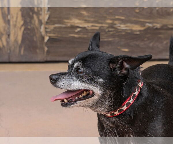 Medium Photo #2 Chihuahua-Unknown Mix Puppy For Sale in Lake Forest, CA, USA