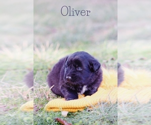 Australian Shepherd-Great Pyrenees Mix Puppy for sale in BARRY, TX, USA