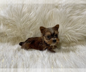 Yorkshire Terrier Puppy for sale in HAYWARD, CA, USA