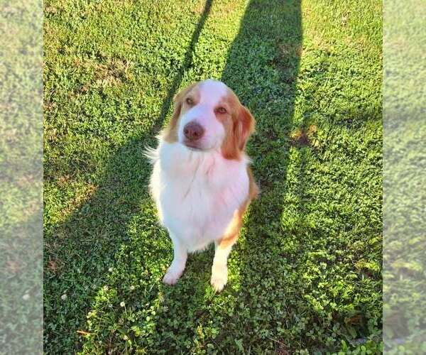 Medium Photo #2 Australian Shepherd Puppy For Sale in Aurora, IN, USA