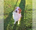 Small Photo #2 Australian Shepherd Puppy For Sale in Aurora, IN, USA