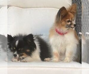 Papillon Dogs for adoption in LOS ANGELES, CA, USA