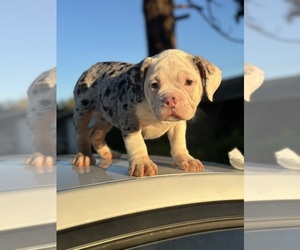 American Bully Puppy for sale in SACRAMENTO, CA, USA