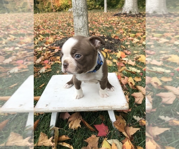 Medium Photo #5 Boston Terrier Puppy For Sale in GOSHEN, IN, USA