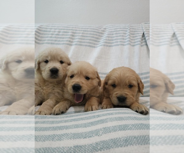 Medium Photo #4 Golden Retriever Puppy For Sale in ELVERTA, CA, USA