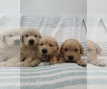 Small #3 Golden Retriever