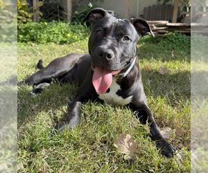 Mutt Dogs for adoption in Alameda, CA, USA