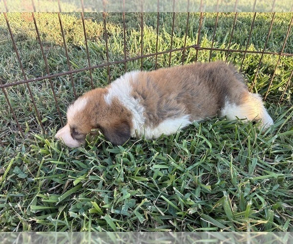 Medium Photo #4 Great Bernese Puppy For Sale in BALDWIN CITY, KS, USA