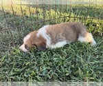 Small #3 Great Bernese