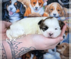 Mal-Shi Puppy for sale in WINNSBORO, LA, USA