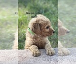 Small Photo #14 Goldendoodle Puppy For Sale in CROTON, MI, USA