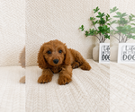 Small #3 Cavapoo (Miniature)