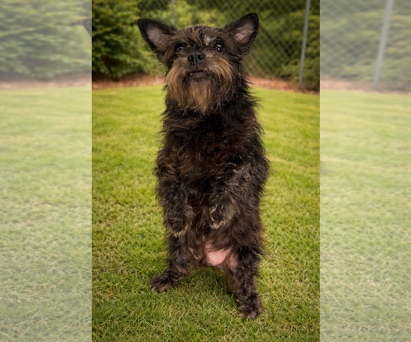 Medium Photo #1 Brussels Griffon-Unknown Mix Puppy For Sale in Sistersville, WV, USA