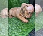 Small Photo #3 American Bully Puppy For Sale in ROGERS PARK, IL, USA