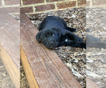Small Photo #5 Cane Corso-Labrador Retriever Mix Puppy For Sale in SIMPSONVILLE, SC, USA