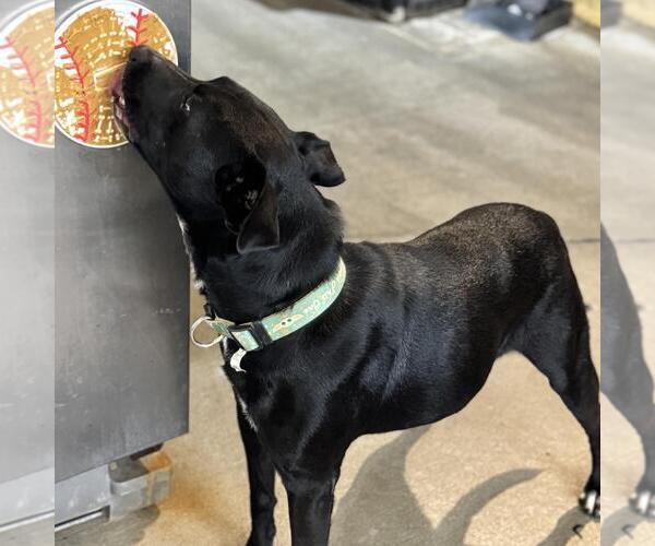 Medium Photo #7 Labrador Retriever-Unknown Mix Puppy For Sale in Yardley, PA, USA