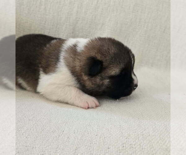 Medium Photo #5 Akita Puppy For Sale in STRAFFORD, MO, USA