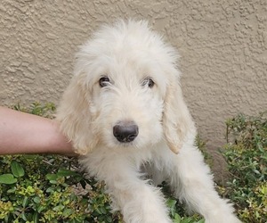 Labradoodle-Poodle (Standard) Mix Puppy for sale in SPRING HILL, FL, USA