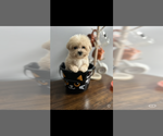 Small Poodle (Toy)