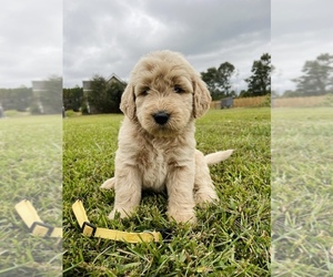 Goldendoodle Puppy for sale in AHOSKIE, NC, USA