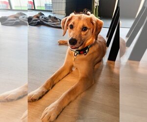 Labrador Retriever-Unknown Mix Dogs for adoption in Salt Lake City, UT, USA
