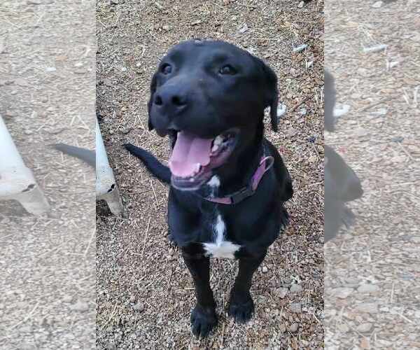 Medium Photo #5 Labrador Retriever-Unknown Mix Puppy For Sale in Stover, MO, USA