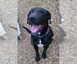 Small #4 Labrador Retriever Mix