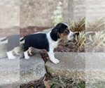 Small Photo #3 Beagle Puppy For Sale in FORDLAND, MO, USA