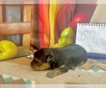 Small #7 Morkie