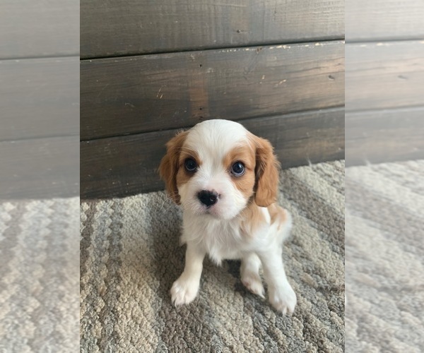 Medium Photo #3 Cavalier King Charles Spaniel Puppy For Sale in VALLEY CITY, OH, USA