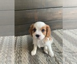 Small Photo #3 Cavalier King Charles Spaniel Puppy For Sale in VALLEY CITY, OH, USA