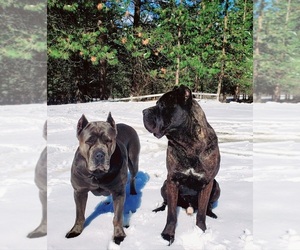 Father of the Cane Corso puppies born on 08/03/2022