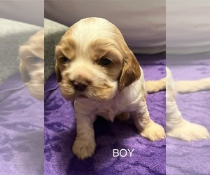 Cocker Spaniel Puppy for sale in TRINITY, NC, USA
