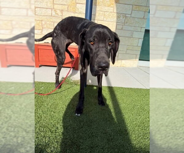 Medium Photo #4 Great Dane Puppy For Sale in Bullard, TX, USA