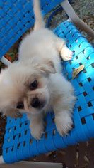 Pekingese Puppy for sale in DRIPPING SPRINGS, TX, USA