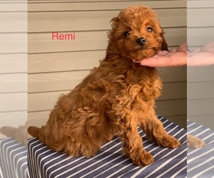 Cavapoo Puppy for sale in SHILOH, OH, USA