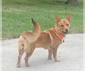 Pembroke Welsh Corgi-Unknown Mix Dogs for adoption in Genesee, WI, USA