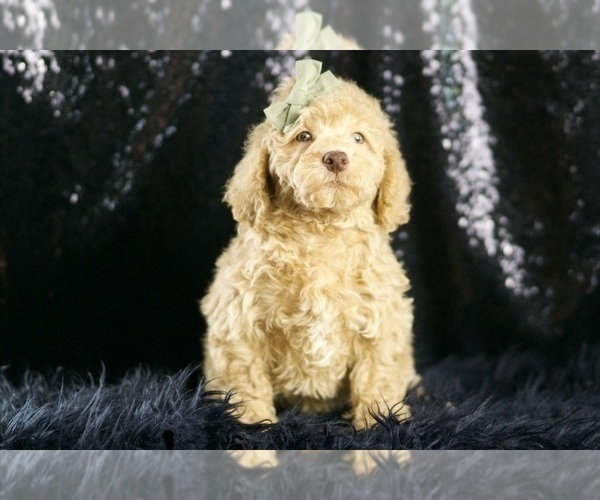 Medium Photo #75 Goldendoodle (Miniature) Puppy For Sale in WARSAW, IN, USA