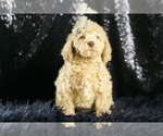 Small Photo #75 Goldendoodle (Miniature) Puppy For Sale in WARSAW, IN, USA