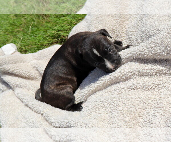 Medium Photo #3 American Staffordshire Terrier-Labrador Retriever Mix Puppy For Sale in Atlanta, GA, USA