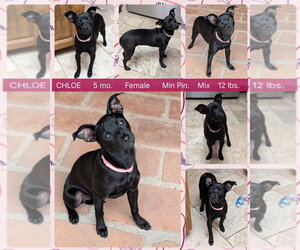 Miniature Pinscher-Unknown Mix Dogs for adoption in Mesa, AZ, USA