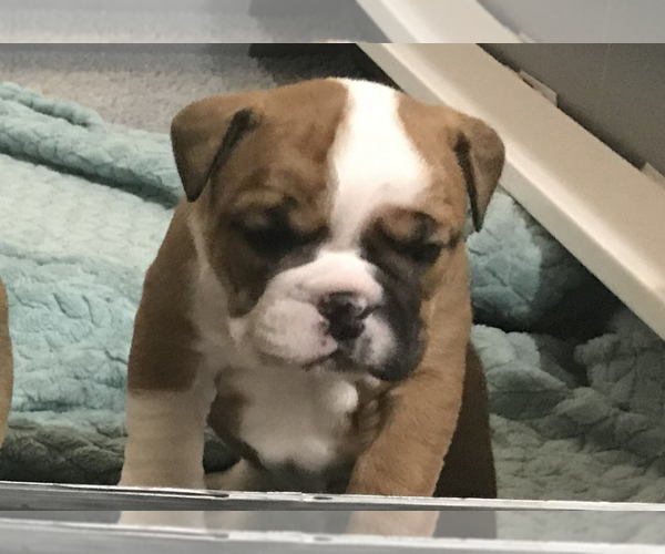 Medium Photo #14 Bulldog Puppy For Sale in OAK RIDGE N, TX, USA