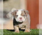 Small #1 English Bulldog