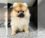 Small Photo #8 Pomeranian Puppy For Sale in SUNNY ISL BCH, FL, USA