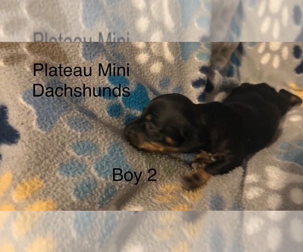 Medium Photo #5 Dachshund Puppy For Sale in CROSSVILLE, TN, USA