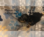 Small #4 Dachshund