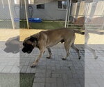 Small #4 Mastiff